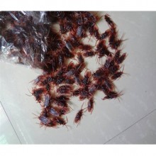 24 ADET HAMAM BÖCEGİ