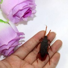 HAMAM BÖCEGİ (2 ADET)