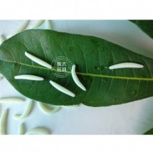 FOSFORLU MEYVA KURTLARI ( 5 ADET )