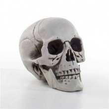  Büyük kurukafa (15x18x21 cm)