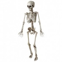 İnsan İskeleti (78 cm)