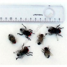 AT SİNEĞİ ( 1 ADEDİ )