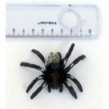 YEŞİL SIRTLI ÖRÜMCEK