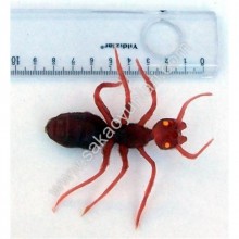 KAHVE RENGİ ÇÖL KARINCASI