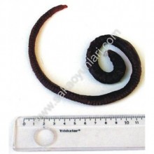 BÜYÜK SOLUCAN (25CM)